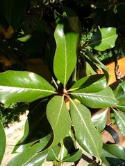Magnolia grandiflora