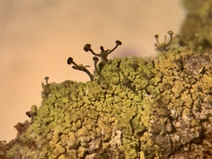 Chaenotheca chrysocephala