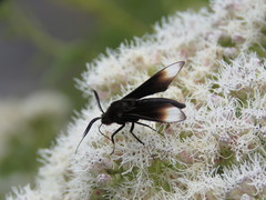 Pompiliodes albomarginata