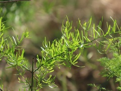 Asparagus natalensis