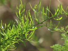 Asparagus natalensis