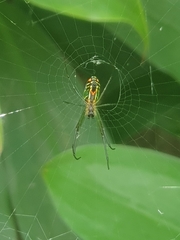 Leucauge
