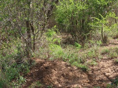 Asparagus natalensis