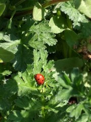 Coccinella septempunctata