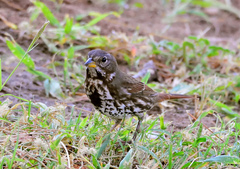 Passerella iliaca schistacea
