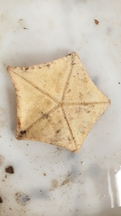 Ceramaster granularis