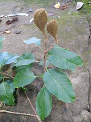 Aspidosperma