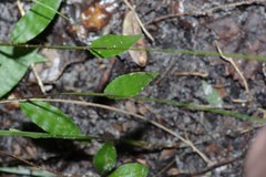 Oplismenus hirtellus setarius