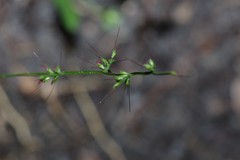 Oplismenus hirtellus setarius