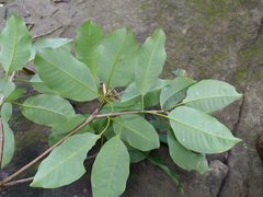Aspidosperma