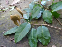 Aspidosperma