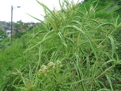 Austroeupatorium inulifolium