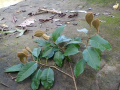 Aspidosperma