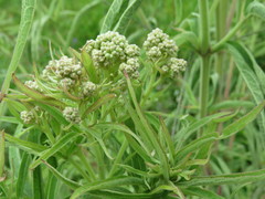Austroeupatorium inulifolium