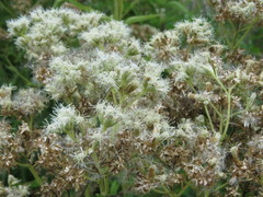 Austroeupatorium inulifolium