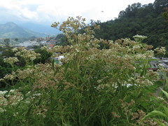 Austroeupatorium inulifolium