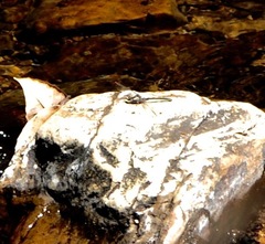 Octogomphus specularis