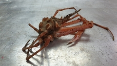 Scyramathia carpenteri