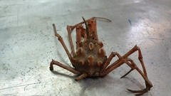 Scyramathia carpenteri