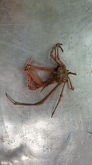 Scyramathia carpenteri