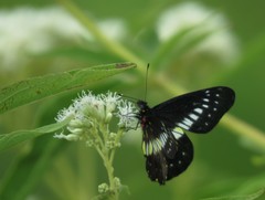 Catasticta flisa flisoides