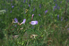 Astragalus arenarius