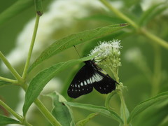 Catasticta flisa flisoides