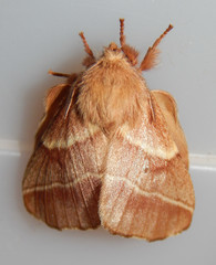 Malacosoma americana