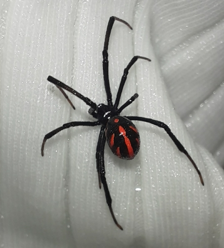 Latrodectus occidentalis