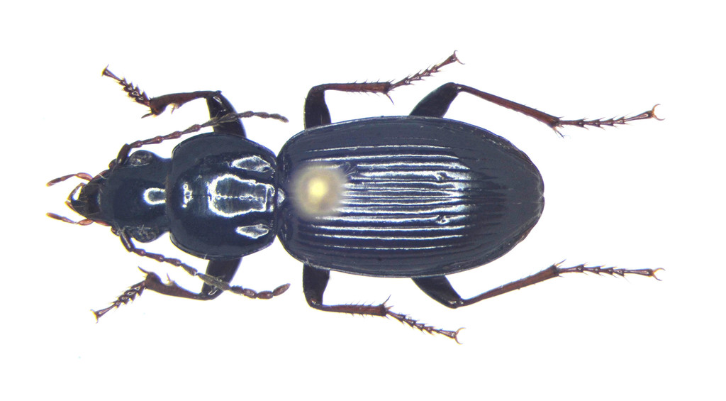 Monoferonia