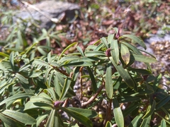 Daphne striata