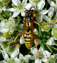 Polistes dominula