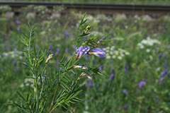 Astragalus arenarius