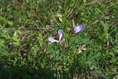 Astragalus arenarius