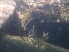 Potamogeton robbinsii