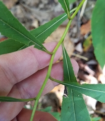 Vernonia flaccidifolia