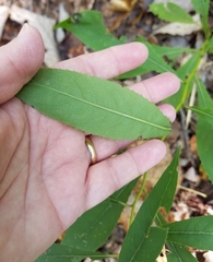 Vernonia flaccidifolia
