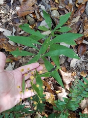 Vernonia flaccidifolia