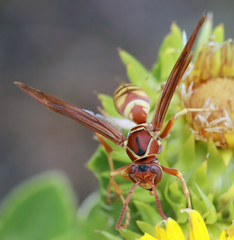 Polistes aurifer