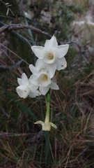 Narcissus dubius