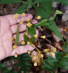 Vernonia flaccidifolia