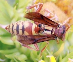 Polistes aurifer