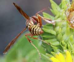 Polistes aurifer