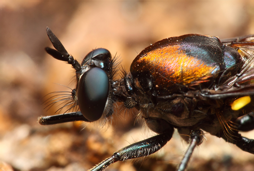 Lampria clavipes