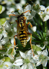 Polistes dominula
