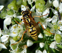 Polistes dominula