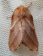 Malacosoma americana