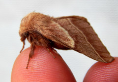 Malacosoma americana