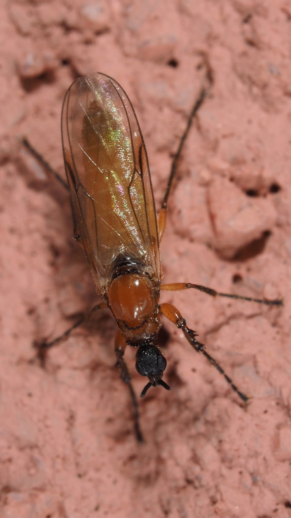 Dilophus bispinosus
