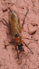 Dilophus bispinosus